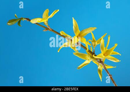 Bright yellow Forsythia flowers isolated on blue background, closeup macro photography. Copy space. Stock Photo