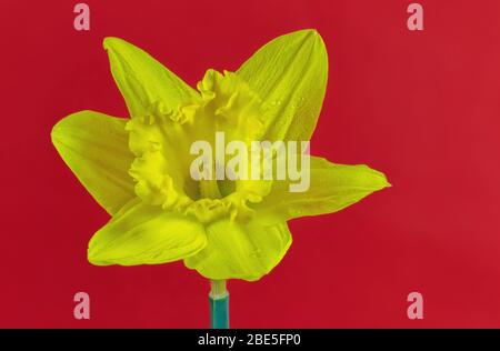 Close up on a single Daffodil flower head with water droplets with a red coloured back ground Stock Photo