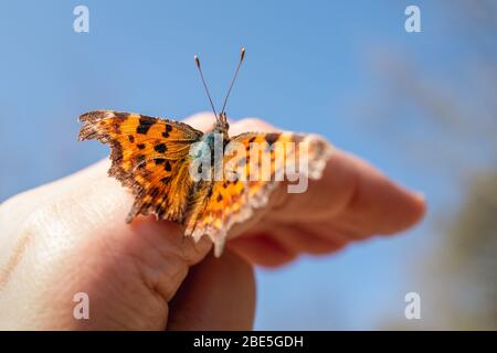 A comma butterfly with its wings open sitting on a human hand on a sunny early summer day. Stock Photo