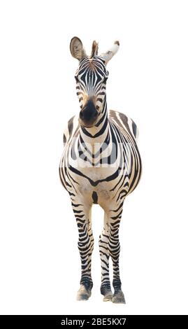 zebra isolated on white background Stock Photo