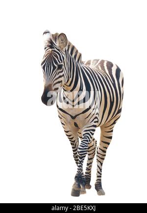zebra isolated on white background Stock Photo
