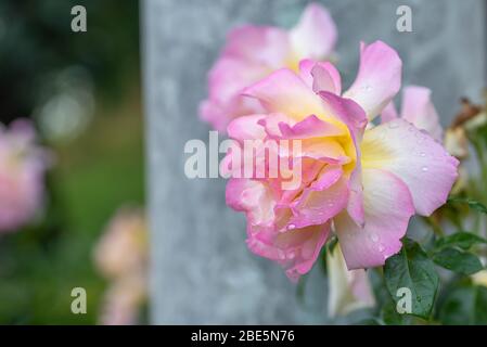 Close up of beauty pink rose with glossy waterdrops on grey background in the garden Stock Photo