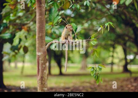 Toque macaque looking to the camera in Sigiriya, Sri Lanka Stock Photo