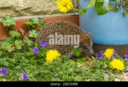 Hedgehog, (Scientific name: Erinaceus Europaeus). Close up of a wild, native, European hedgehog  in Springtime.  Facing right with colourful violets Stock Photo