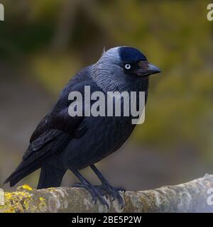 Jackdaw sitting on branch UK Stock Photo