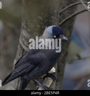 Jackdaw sitting on branch UK Stock Photo