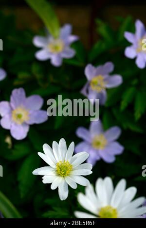 anemone blanda white shades,anemone nemorosa robinsoniana, blue,flowers, flower, flowered, wood, woodland,woods, shade, shady, shaded, plant, RM flora Stock Photo