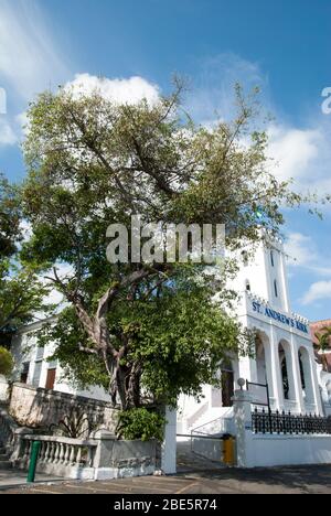 The tree growing next to St. Andrew's Presbyterian church in Nassau downtown (Bahamas). Stock Photo