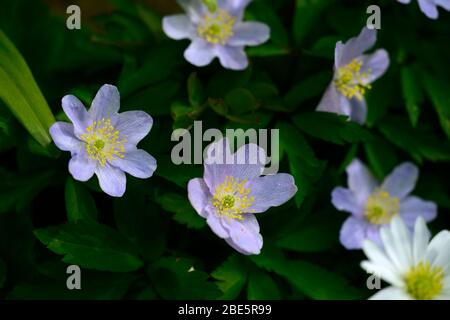 anemone nemorosa robinsoniana, blue,flowers, flower, flowered, wood, woodland,woods, shade, shady, shaded, plant, RM floral Stock Photo