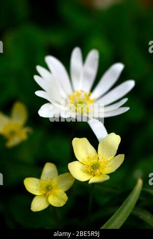 anemone x lipsiensis pallida,cream yellow flowers anemone blanda white shades,white flowers,wildflower,flower, flowering, woods, woodland garden, shad Stock Photo