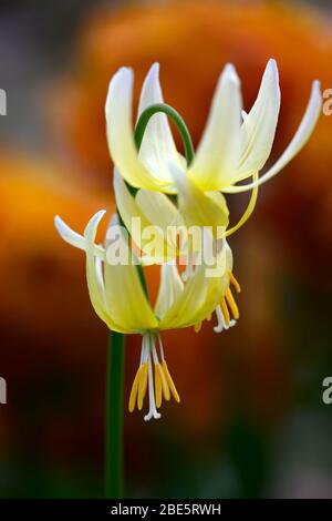 erythronium joanna, yellow flowers,woodland garden,shade,shady,shaded,wood,dog's tooth violet,spring,flowers,flower,flowering,RM Floral Stock Photo