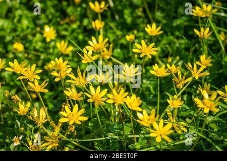 Lesser Cleandine blooming on a woodland floor in spring in the South Downs National Park UK Stock Photo