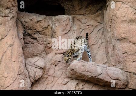 Male Ocelot on a Ledge below his Den Stock Photo