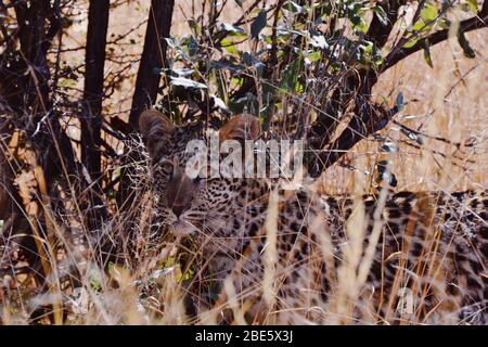 Hidden Leopard Stock Photo
