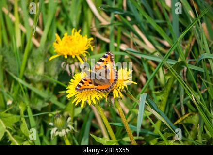 East Lothian, Scotland, United Kingdom. 12th April 2020. UK Weather: Spring wildlife in sunshine. A small tortoiseshell butterfly (Aglais urticae) feeds on a dandelion Stock Photo