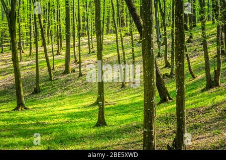 Beautiful natural forest in a misty spring morning with sun rays Stock Photo