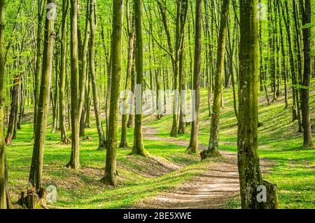 Beautiful natural forest in a misty spring morning with sun rays Stock Photo