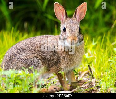 Closeup of a New England Cottontail looking at camera Stock Photo