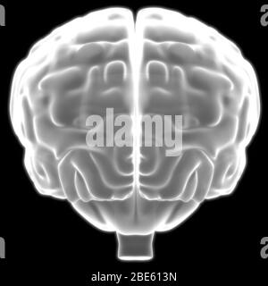 Brain is a Part of Human Body Central Nervous System Anatomy. 3D Stock Photo