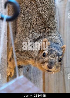 Squirrel climbing down the side of a fence to eat bird seed from a bird feeder, starting at you with a seed hanging from its mouth.  Wildlife animal i Stock Photo