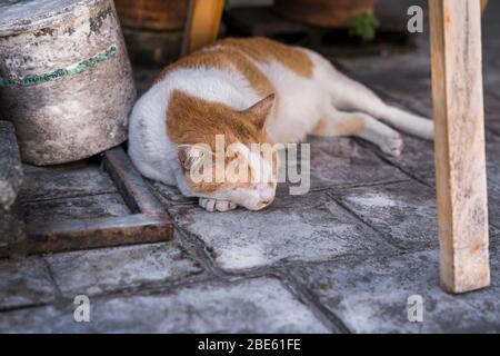 a red-and -white street cat is lying on the pavement. Stock Photo