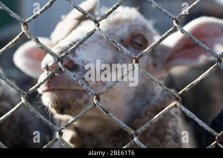 Close-up of a sheep behind bars, the life of animals in captivity Stock Photo