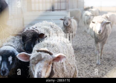 Close-up of a flock of sheep sprinkled with hay, selective focus Stock Photo