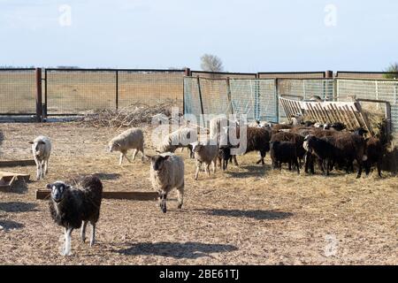 A herd of sheep eating hay in the pen Stock Photo