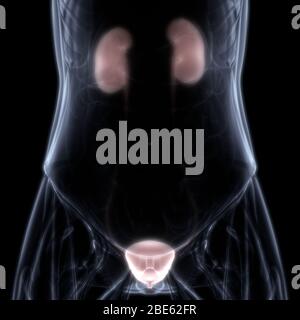 Human Internal Organs Urinary System Kidneys with Bladder Anatomy. 3D Stock Photo