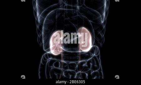 Human Internal Organs Urinary System Kidneys Anatomy. 3D Stock Photo