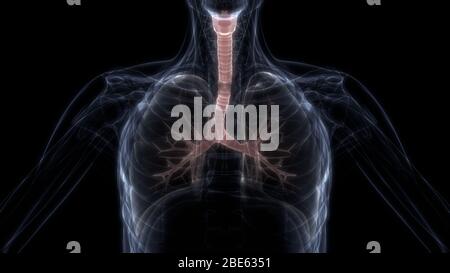 Lungs a Part of Human Respiratory System Anatomy X-ray 3D rendering Stock Photo