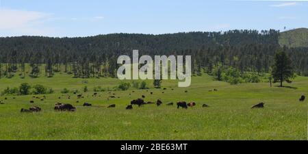 Late Spring in South Dakota: Buffalo Herd Near the Corrals Along the Custer State Park Wildlife Loop Road in the Black Hills Stock Photo