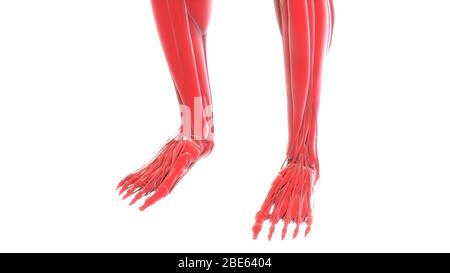 Human Body Muscular System Anatomy 3d rendering Stock Photo - Alamy