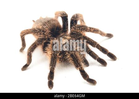 Curlyhair Tarantula (Brachypelma albopilosum) Isolated on white background Stock Photo