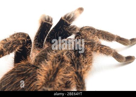 Curlyhair Tarantula (Brachypelma albopilosum) Isolated on white background Stock Photo