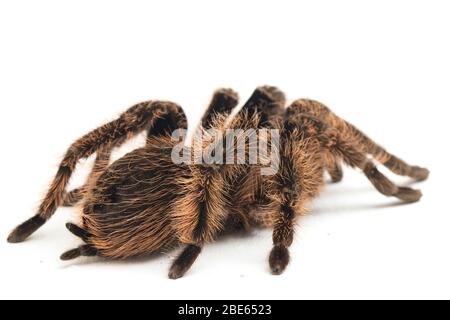Curlyhair Tarantula (Brachypelma albopilosum) Isolated on white background Stock Photo
