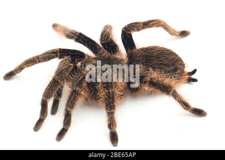 Curlyhair Tarantula (Brachypelma albopilosum) Isolated on white background Stock Photo
