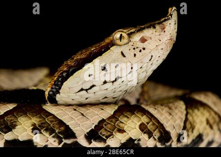 Sharp-nosed viper (Deinagkistrodon acutus) Stock Photo
