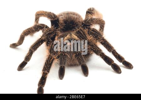Curlyhair Tarantula (Brachypelma albopilosum) Isolated on white background Stock Photo