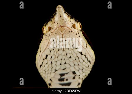Hundred-pace viper (Deinagkistrodon acutus) Stock Photo
