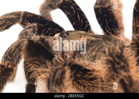 Curlyhair Tarantula (Brachypelma albopilosum) Isolated on white background Stock Photo