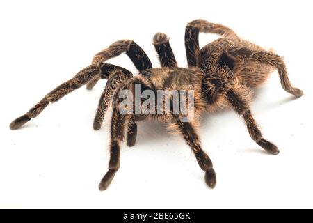 Curlyhair Tarantula (Brachypelma albopilosum) Isolated on white background Stock Photo