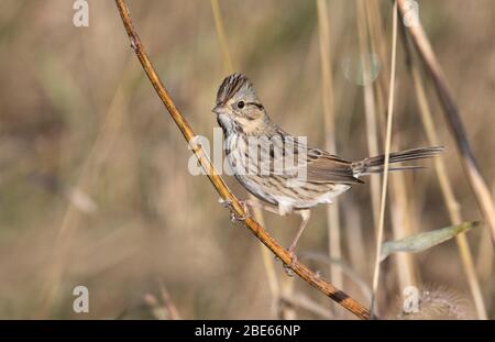 Lincoln's Sparrow - Melospiza lincolnii - Good Earth State Park, Lincoln County, South Dakota, United States Stock Photo