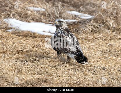 Rough-legged Hawk February 16th, 2020 Fort Pierre National Grasslands, South Dakota Stock Photo