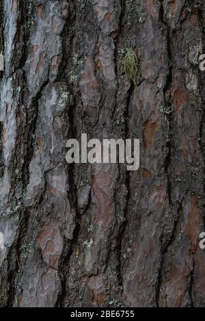 Background. The bark of old pine trees close-up. Stock Photo