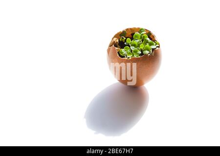 Green seedlings inside an egg shell on a white background, isolated Stock Photo