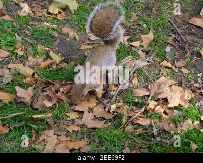 Squirrel at a London City Park Stock Photo