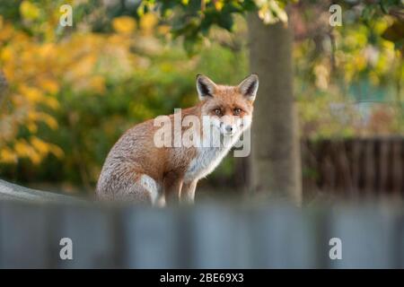 adult male Red Fox, Vulpes vulpes, standing  on shed in autumn, London, United Kingdom Stock Photo