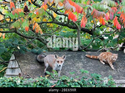 Young Red Fox, Vulpes vulpes, on garden shed roof with pet cat, London, United Kingdom Stock Photo
