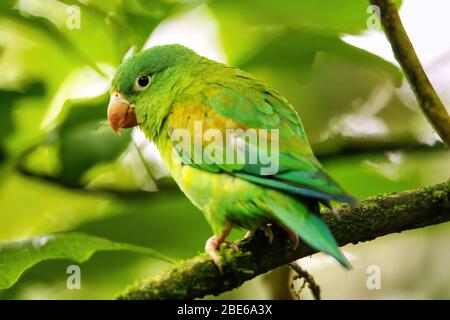Orange-chinned parakeet (Brotogeris jugularis) sitting in a tree, Costa Rica